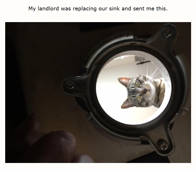 My landlord was replacing our sink and sent me this.