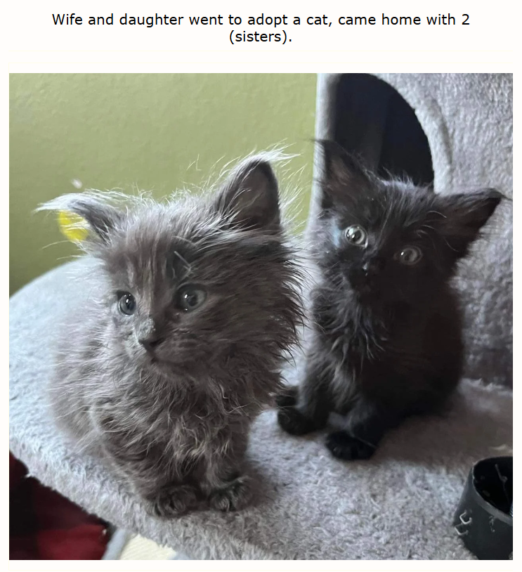 Wife and daughter went to adopt a cat, came home with 2 (sisters).