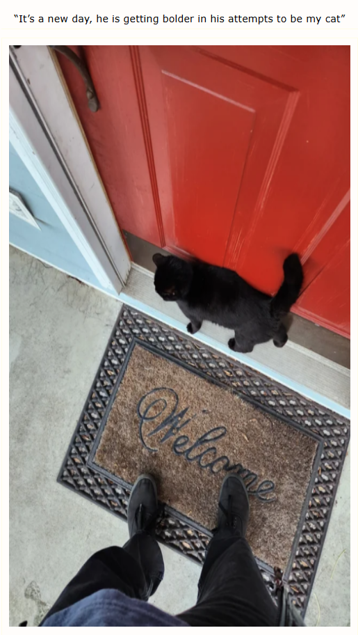 "It's a new day, he is getting bolder in his attempts to be my cat" Welcome