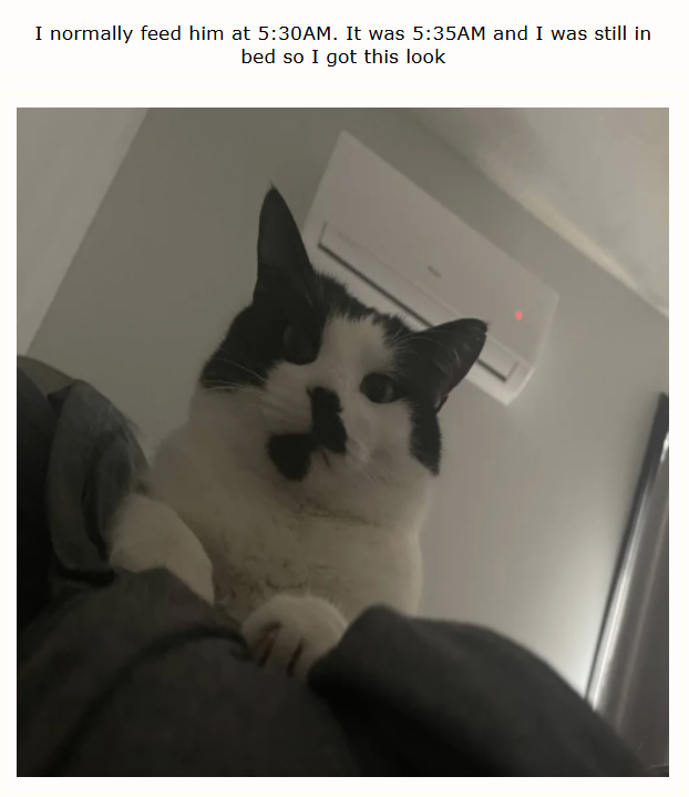 I normally feed him at 5:30AM. It was 5:35AM and I was still in bed so I got this look
