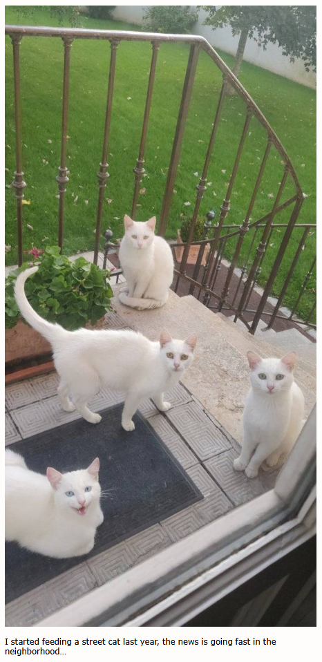 I started feeding a street cat last year, the news is going fast in the neighborhood...