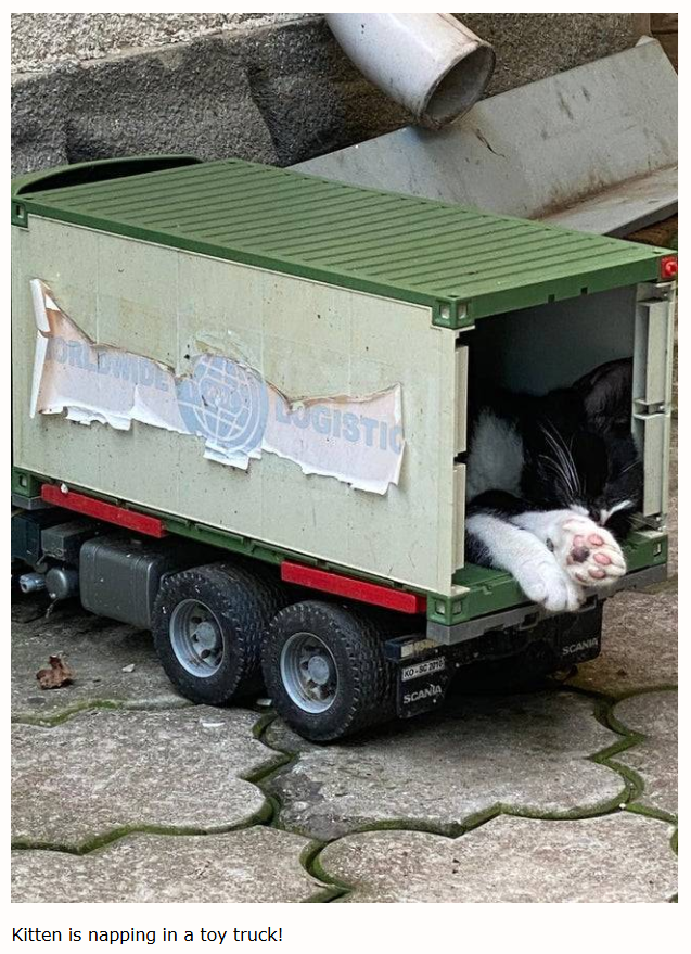 Kitten is napping in a toy truck! LOGISTIC KO-SC 20 SCANIA SCANIA