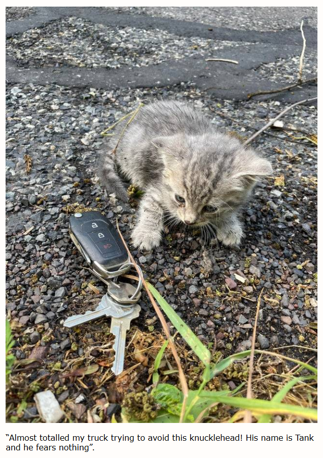 е "Almost totalled my truck trying to avoid this knucklehead! His name is Tank and he fears nothing".