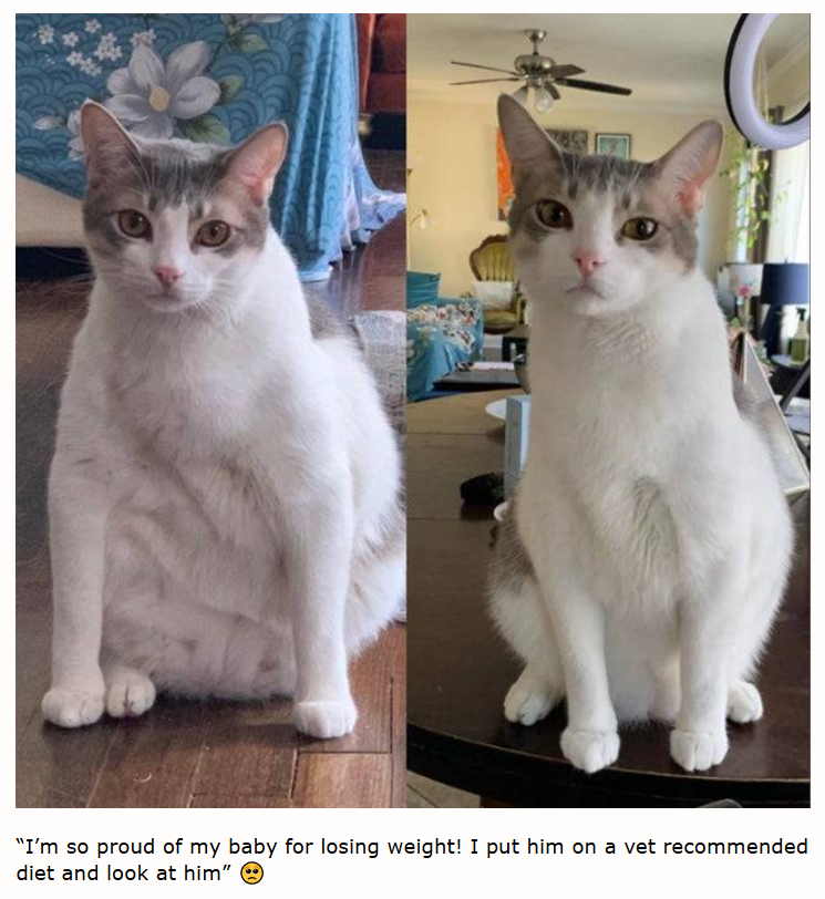 "I'm so proud of my baby for losing weight! I put him on a vet recommended diet and look at him"