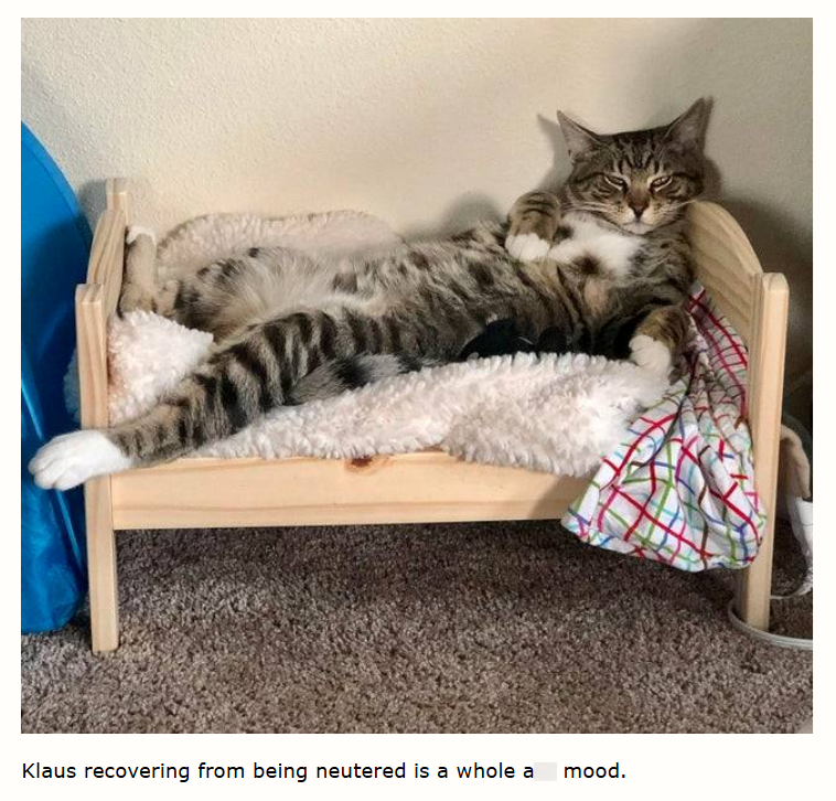 Klaus recovering from being neutered is a whole a mood.