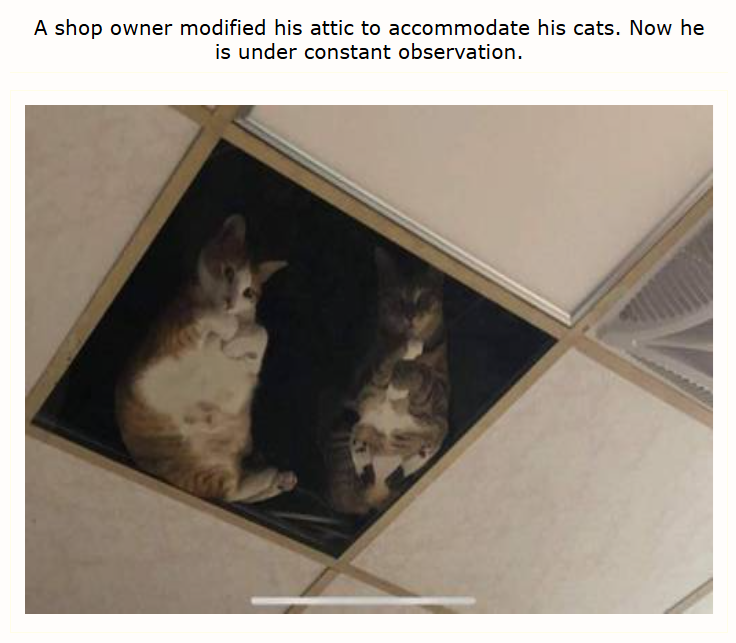 A shop owner modified his attic to accommodate his cats. Now he is under constant observation.