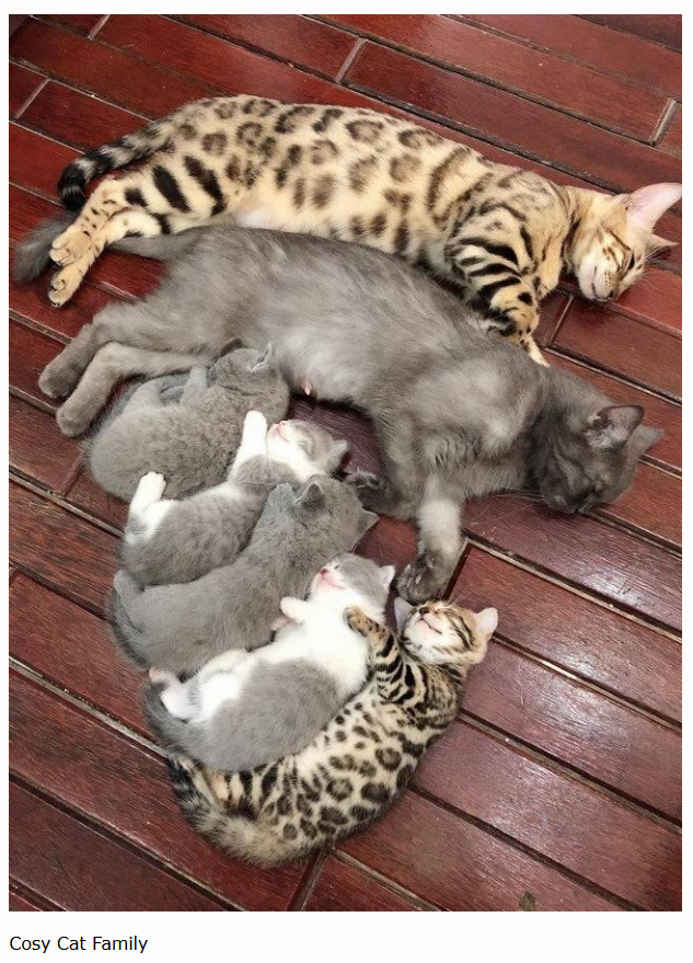 Cosy Cat Family