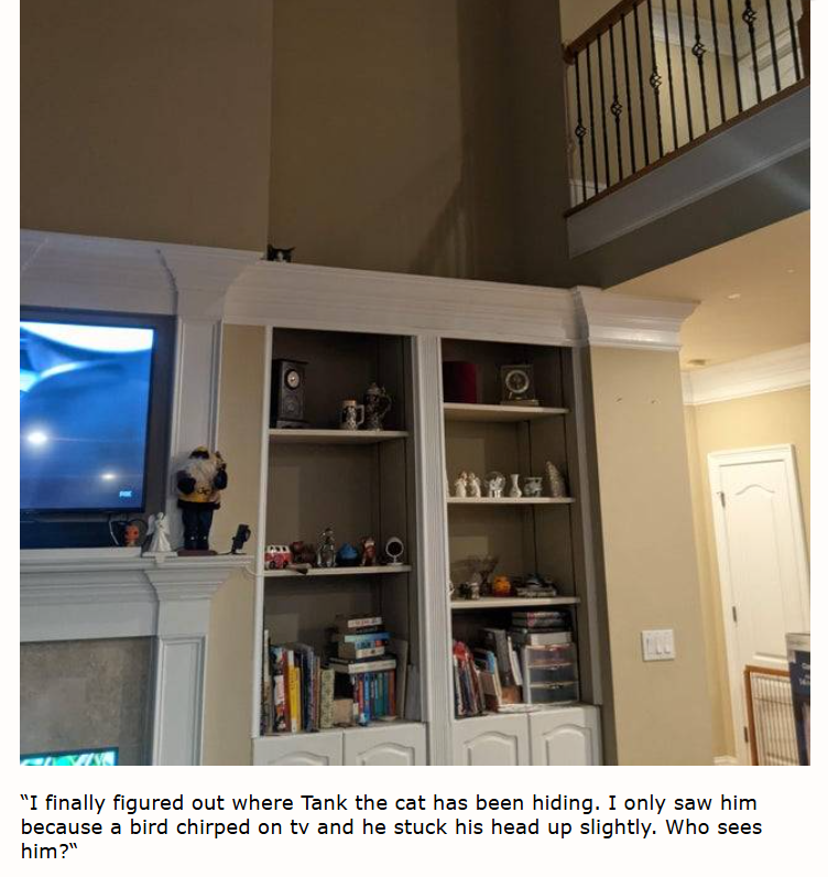 "I finally figured out where Tank the cat has been hiding. I only saw him because a bird chirped on tv and he stuck his head up slightly. Who sees him?"