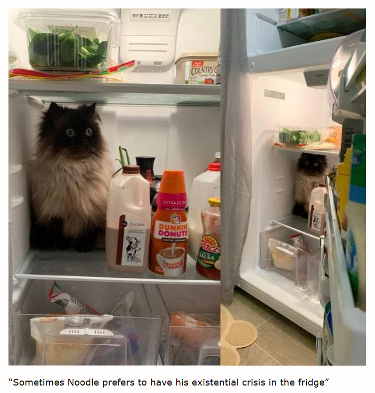 00 THE EXTRA EXT COUNTRY chocolate DUNKIN DONUTS COFFEE CREAM Pace SALSA "Sometimes Noodle prefers to have his existential crisis in the fridge"