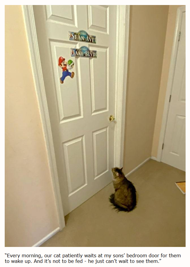 SEAN AVE JAKE BLVD "Every morning, our cat patiently waits at my sons' bedroom door for them to wake up. And it's not to be fed - he just can't wait to see them."