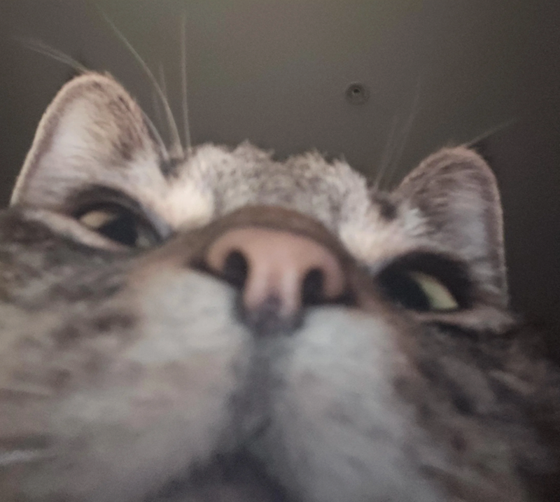 Cheezburger Image 10638920192