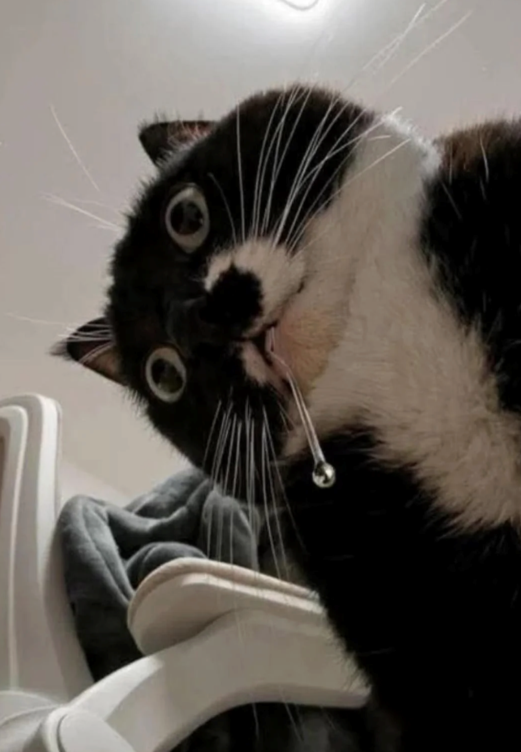 Cheezburger Image 10638921216