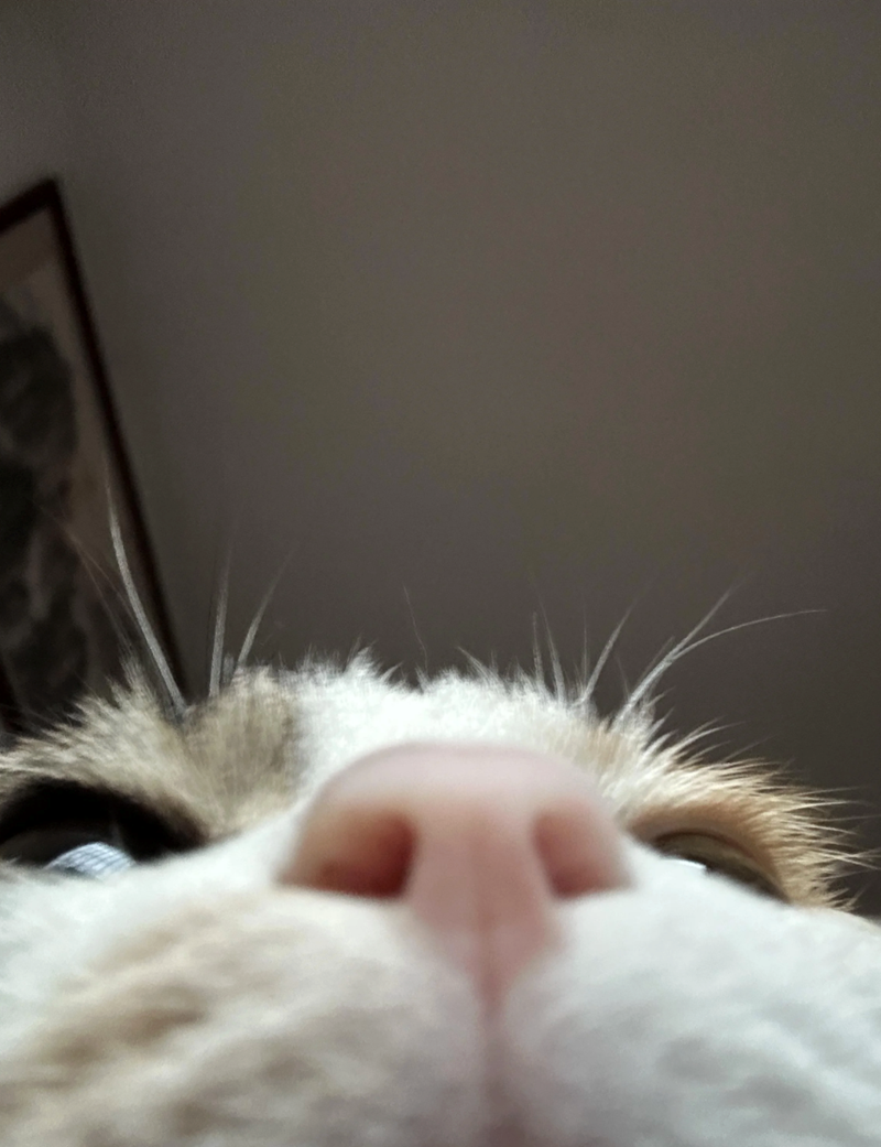 Cheezburger Image 10638921472