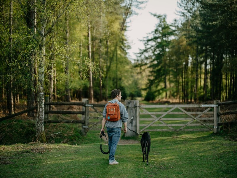 A person (model) walking with a dog on a leash