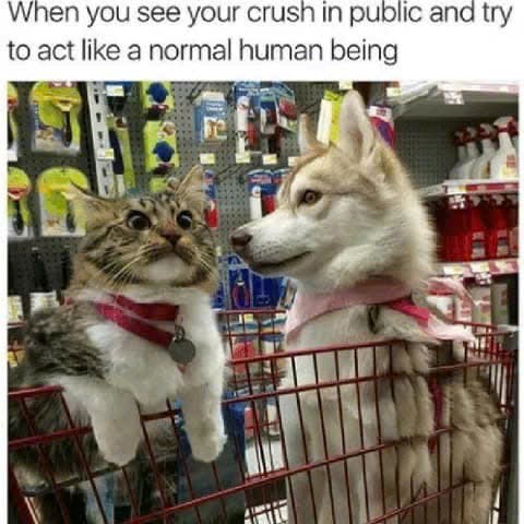 When you see your crush in public and try to act like a normal human being