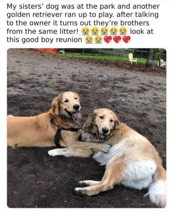 My sisters' dog was at the park and another golden retriever ran up to play. after talking to the owner it turns out they're brothers from the same litter! this good boy reunion look at