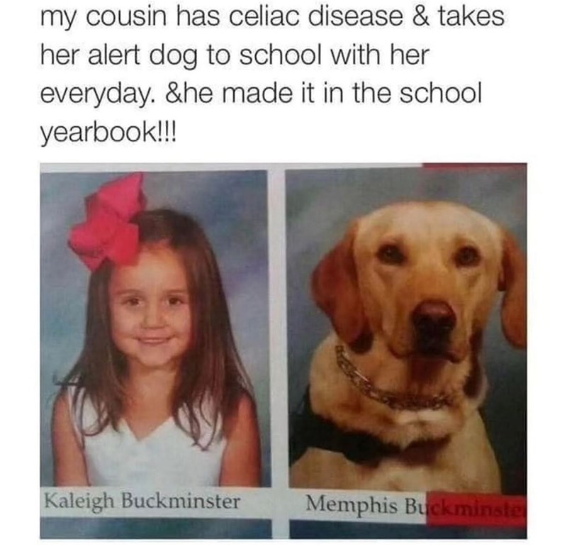 my cousin has celiac disease & takes. her alert dog to school with her everyday. &he made it in the school yearbook!!! Kaleigh Buckminster Memphis Buckminste