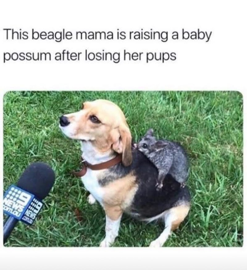 This beagle mama is raising a baby possum after losing her pups. NEWS NEWS COLOU CORD