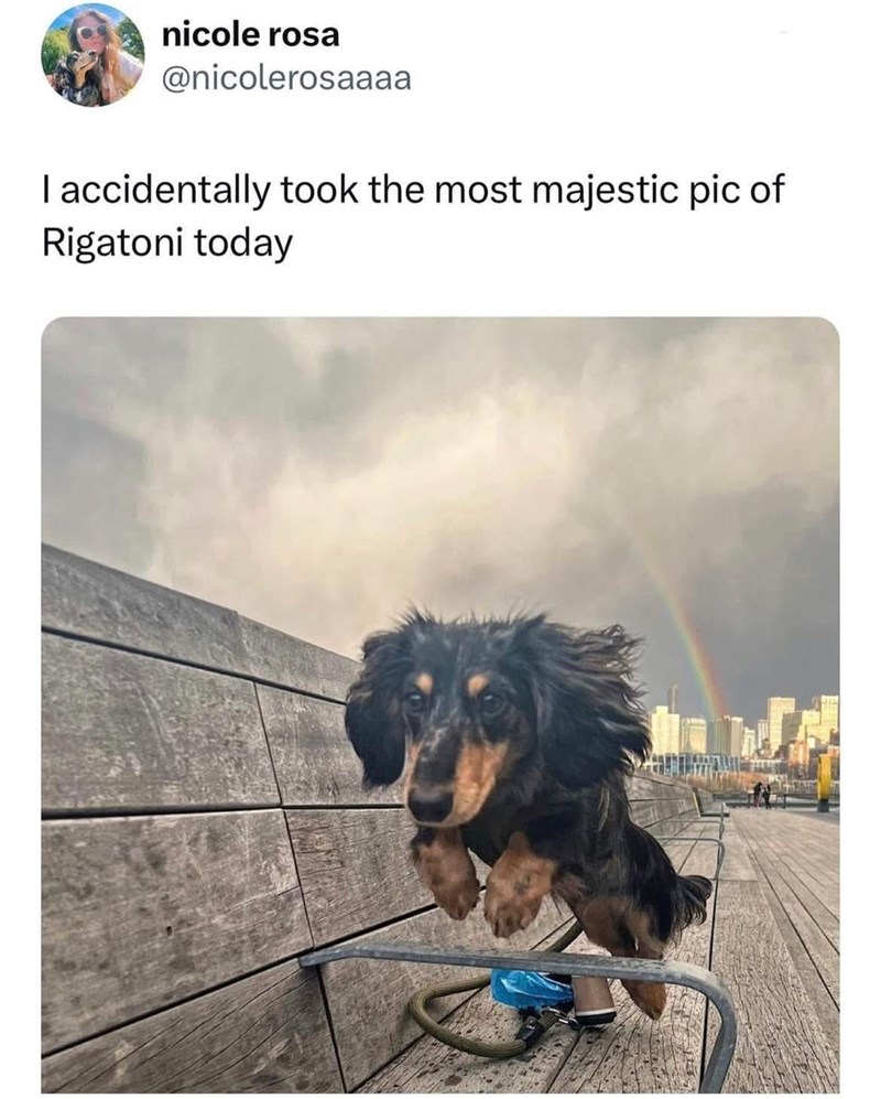 nicole rosa @nicolerosaaaa I accidentally took the most majestic pic of Rigatoni today