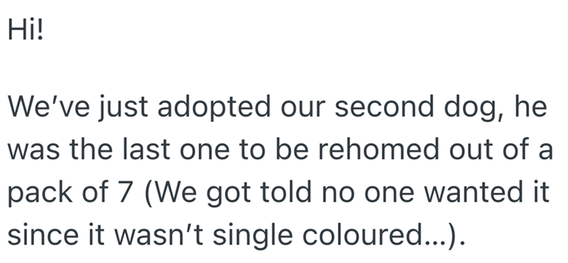 Hi! We've just adopted our second dog, he was the last one to be rehomed out of a pack of 7 (We got told no one wanted it since it wasn't single coloured...).