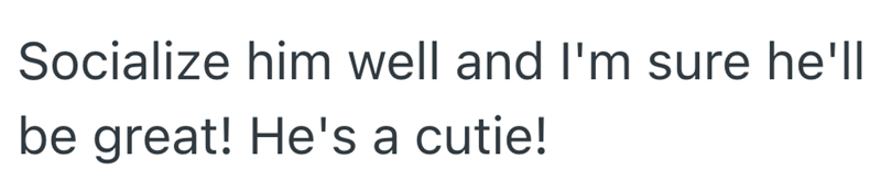 Socialize him well and I'm sure he'll be great! He's a cutie!