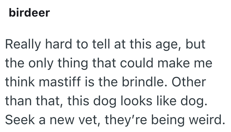 birdeer Really hard to tell at this age, but the only thing that could make me think mastiff is the brindle. Other than that, this dog looks like dog. Seek a new vet, they're being weird.