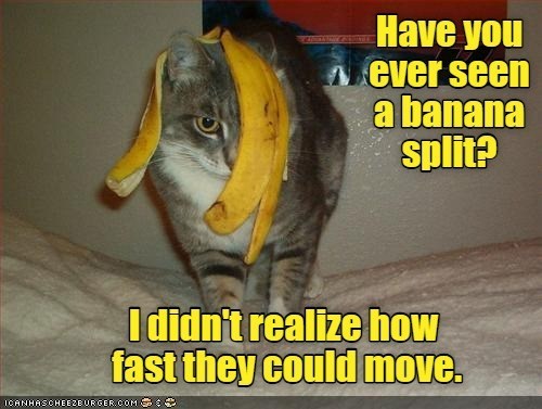 Cheezburger Image 10638945536