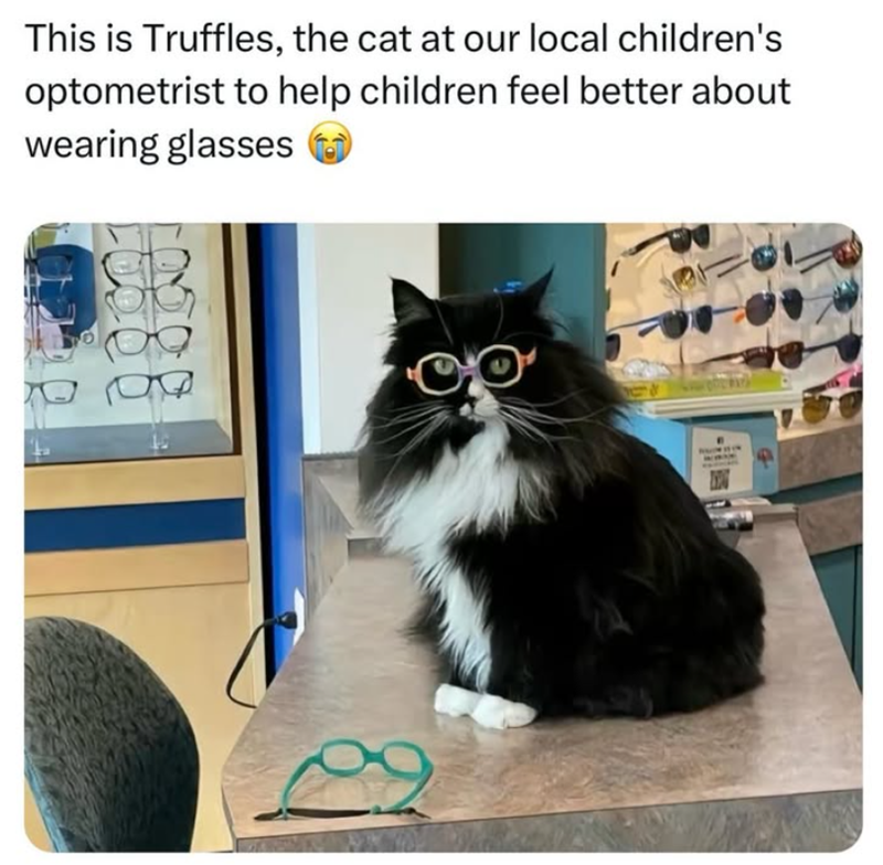 This is Truffles, the cat at our local children's optometrist to help children feel better about wearing glasses 18888