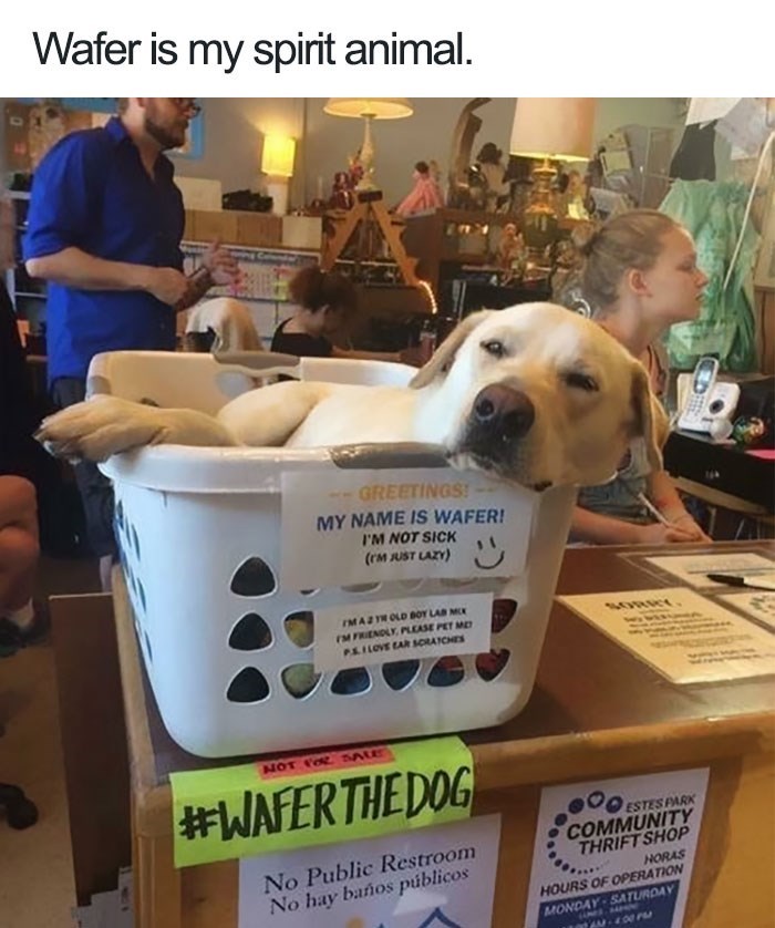 Wafer is my spirit animal. GREETINGS! MY NAME IS WAFER! I'M NOT SICK (CM JUST LAZY) IMAZYN OLD BOY LAB MCX FM FRIENDLY, PLEASE PET ME P.S. I LOVE EAR SCRATCHES SORKY NOT FOR SALE #WAFER THE DOG No Public Restroom No hay baños públicos ESTES PARK COMMUNITY THRIFT SHOP HORAS HOURS OF OPERATION MONDAY-SATURDAY LIMES, SAMN YAN-100PM