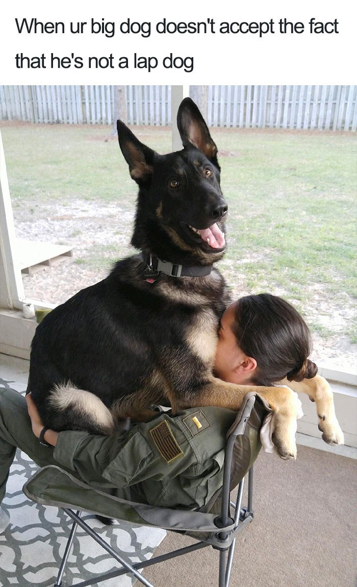 When ur big dog doesn't accept the fact that he's not a lap dog