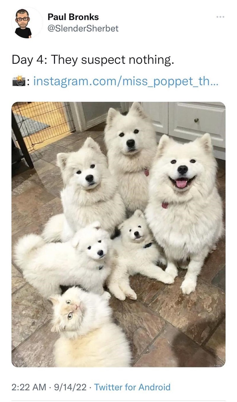 Paul Bronks @SlenderSherbet Day 4: They suspect nothing. i: instagram.com/miss_poppet_th... 2:22 AM 9/14/22 Twitter for Android •