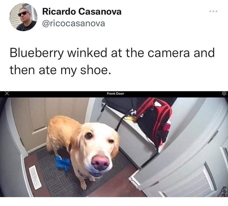 Ricardo Casanova @ricocasanova Blueberry winked at the camera and then ate my shoe. Front Door