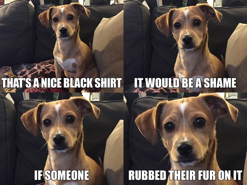 THAT'S A NICE BLACK SHIRT IT WOULD BE A SHAME IF SOMEONE RUBBED THEIR FUR ON IT
