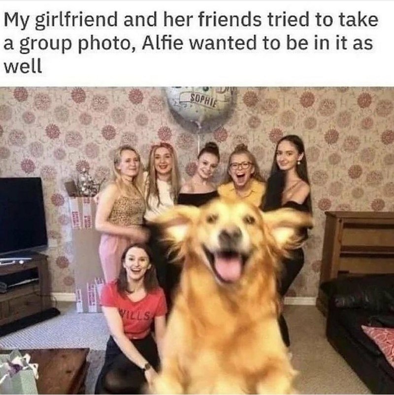 My girlfriend and her friends tried to take a group photo, Alfie wanted to be in it as well WILLS SOPHIE