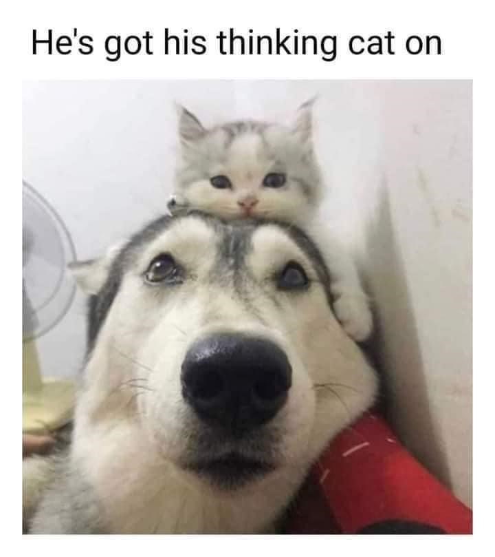 He's got his thinking cat on