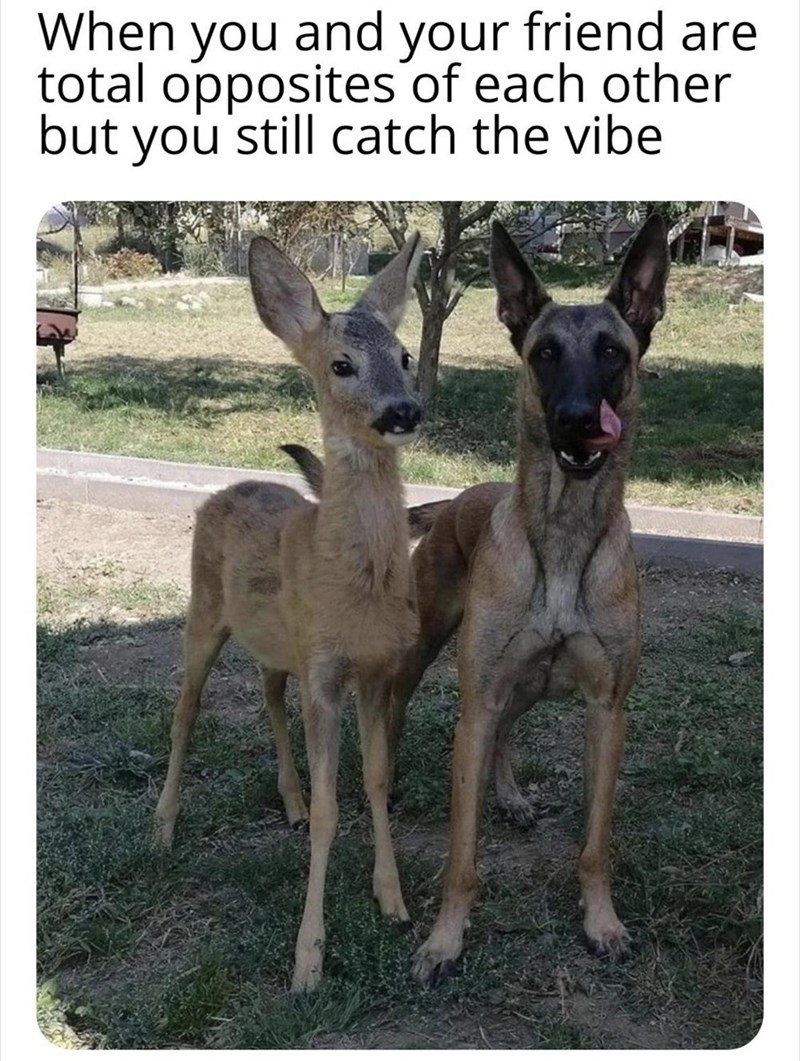When you and your friend are total opposites of each other but you still catch the vibe