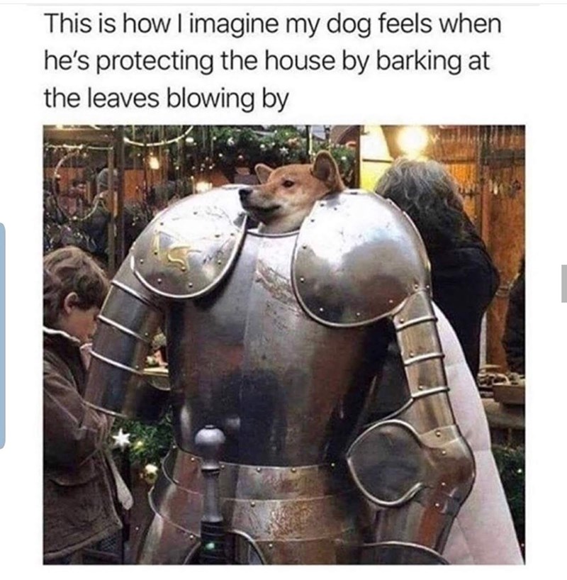 This is how I imagine my dog feels when he's protecting the house by barking at the leaves blowing by