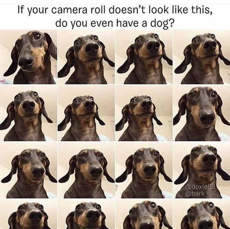 If your camera roll doesn't look like this, do you even have a dog? @doxie83 @bark