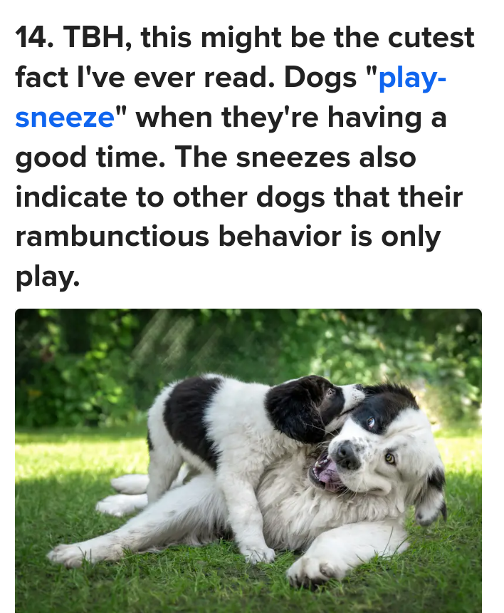 14. TBH, this might be the cutest fact I've ever read. Dogs "play- sneeze" when they're having a good time. The sneezes also indicate to other dogs that their rambunctious behavior is only play.