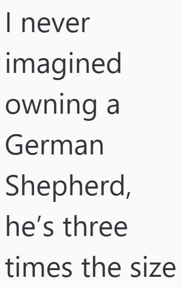 I never imagined owning a German Shepherd, he's three times the size