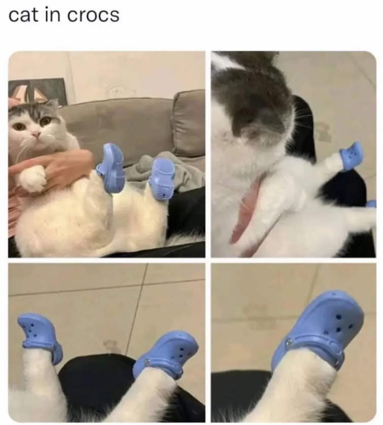 cat in crocs