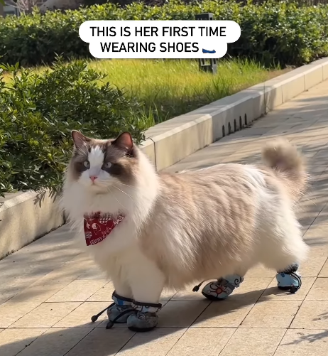 THIS IS HER FIRST TIME WEARING SHOES