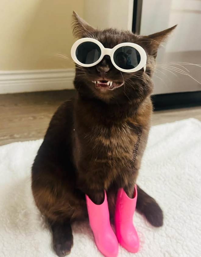 g/Coco TheBrownCat