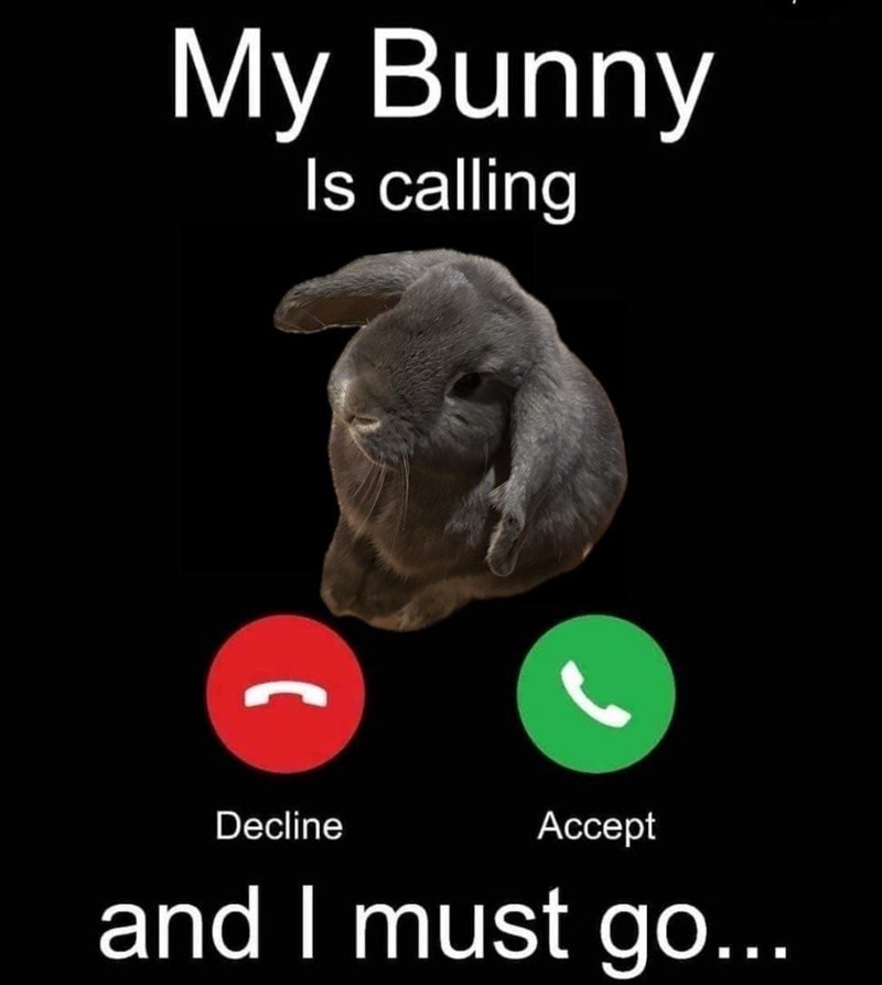 My Bunny Is calling Decline Accept and I must go...