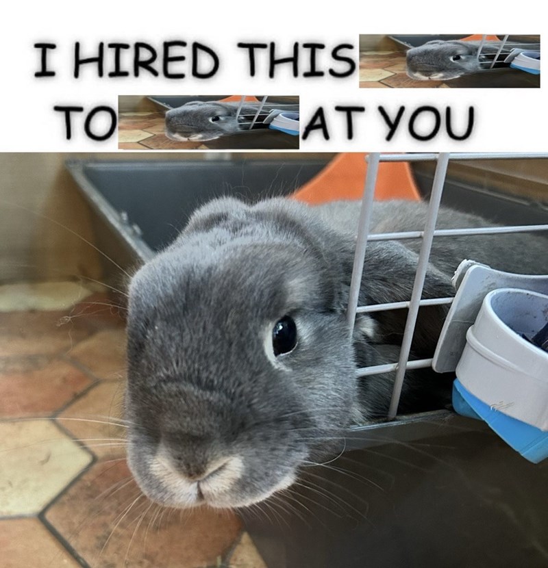 I HIRED THIS TO AT YOU