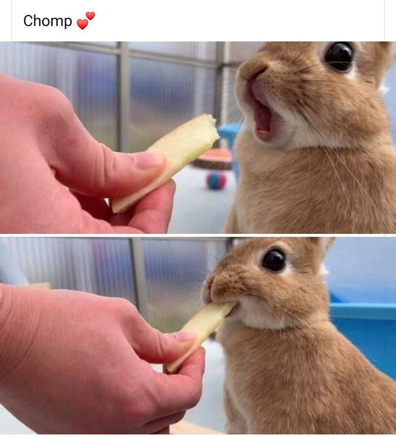 Chomp
