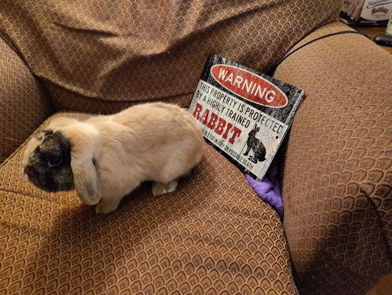WARNING THIS PROPERTY IS PROTECTED BY A HIGHLY TRAINED RABBIT SIBLE FOR INJURY OR POSSIBLE DEATH Ente Solling