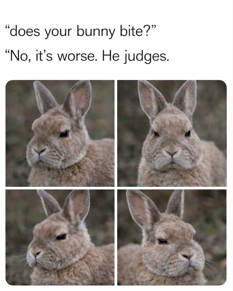 "does your bunny bite?" "No, it's worse. He judges.