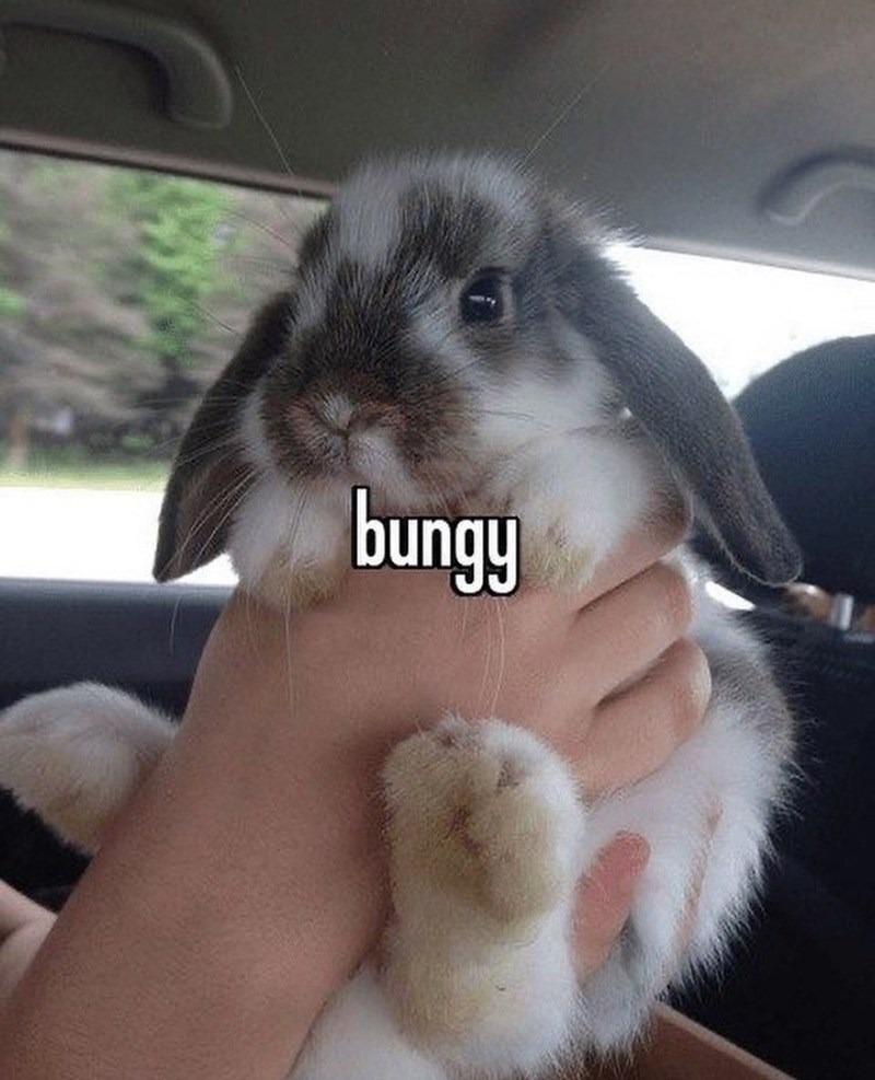 bungy