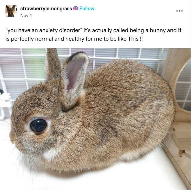 strawberrylemongrass Follow Nov 4 "you have an anxiety disorder" it's actually called being a bunny and it is perfectly normal and healthy for me to be like This!!
